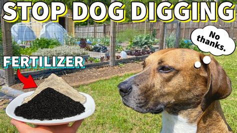 is dog poop good for fertilizer